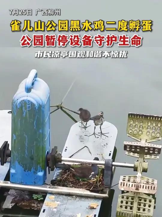 7月25日，广西柳州，雀儿山公园黑水鸡二度孵蛋，公园暂停设备守护生命（记者：袁巧玲 剪辑：