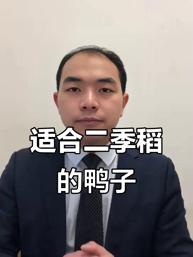 二季稻田放养麻鸭,轻松捕食害虫