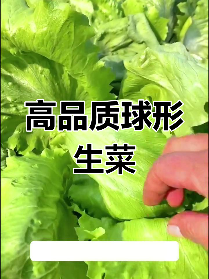 口感脆嫩的结球生菜,营养丰富适合涮火锅