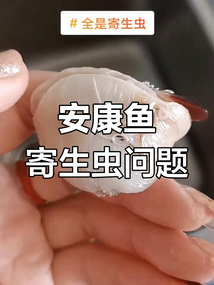 煮安康鱼时寄生虫全出来了,太恶心了