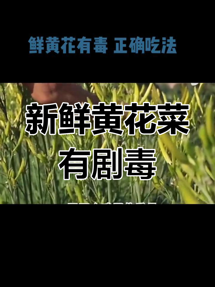 黄花菜有毒,食用需小心