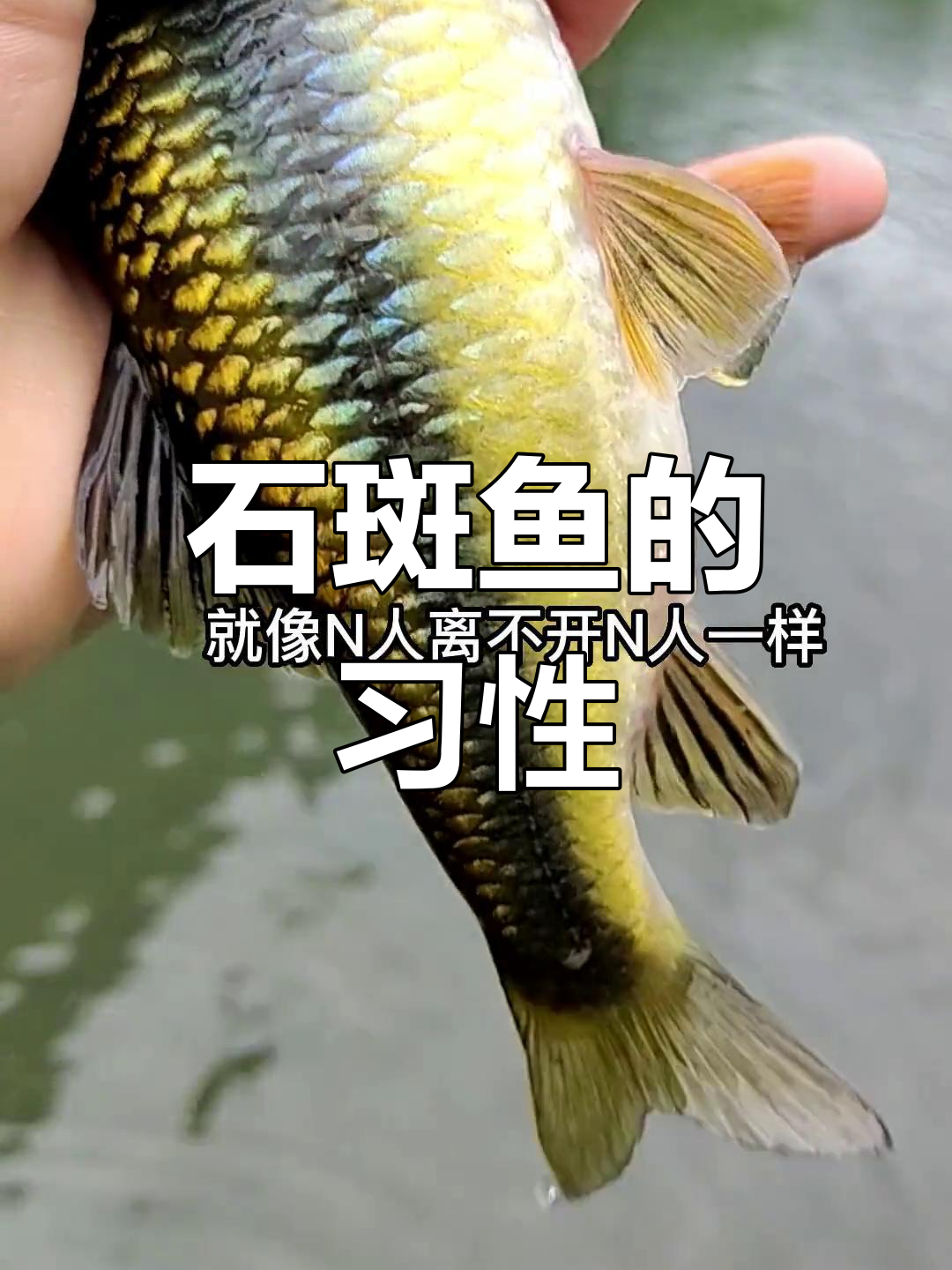 溪流钓中的石斑鱼品种揭秘