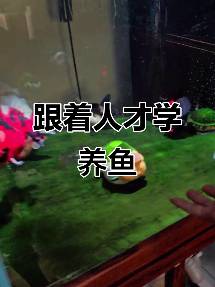 养鱼也能这么搞笑,互动性十足!