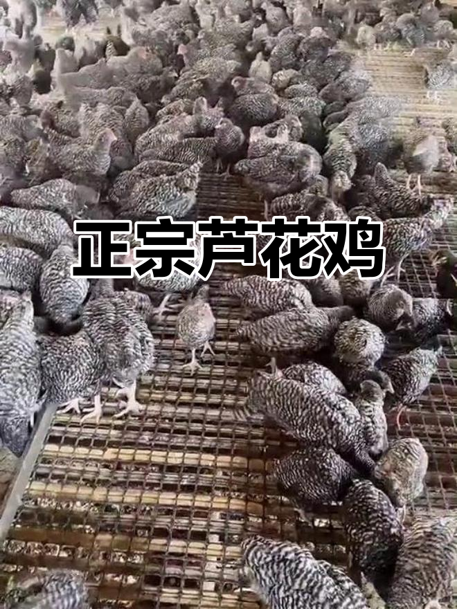 芦花鸡:肉质鲜嫩,绿壳蛋高产