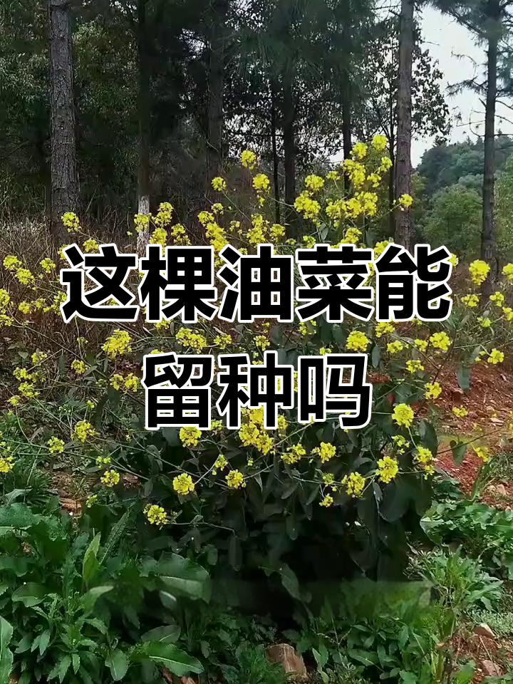 野生油菜能留种吗?