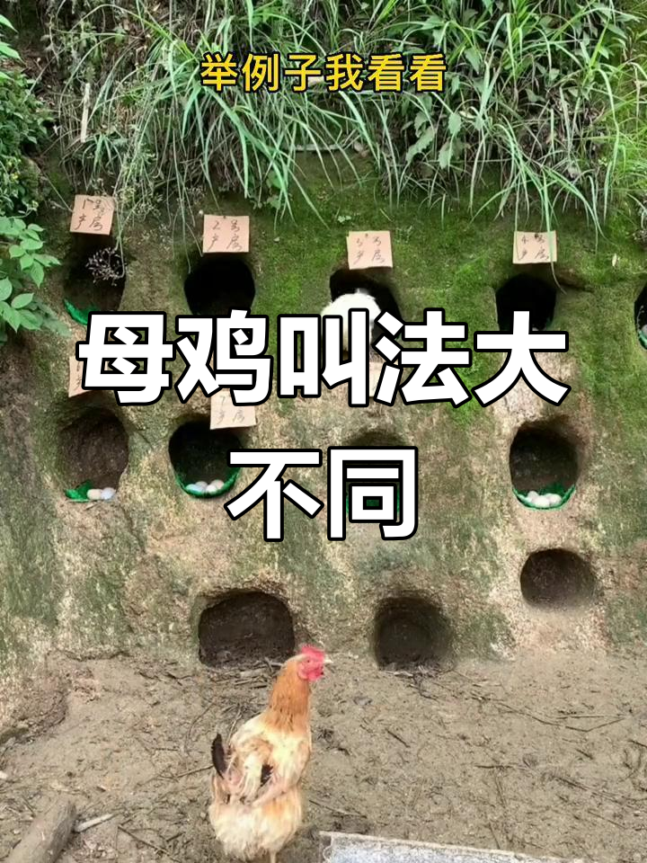 各地母鸡下蛋的独特叫声