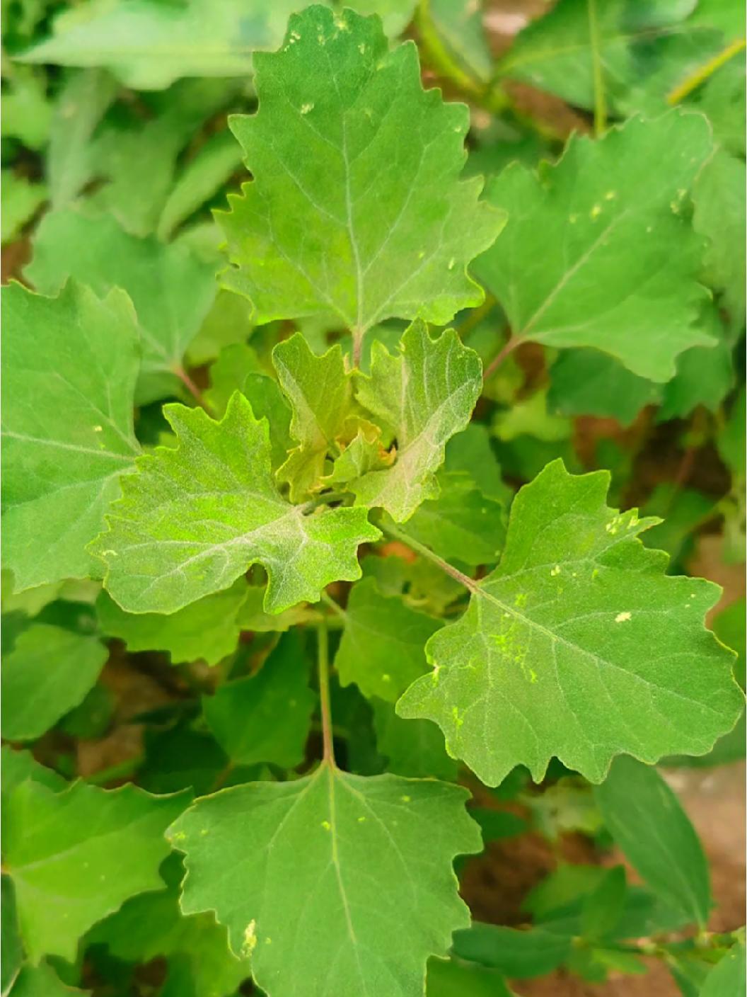 工作累了,下了班在椅子上坐了半个小时,才回家。到了家,又去拔野菜。这个我小时候吃过。查了学