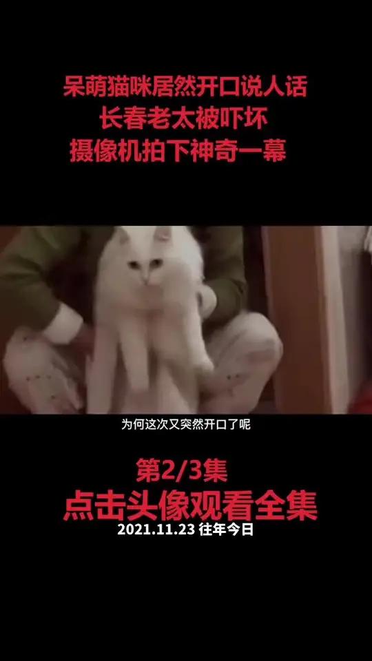 呆萌猫咪竟然开口说话,长春老太被吓傻