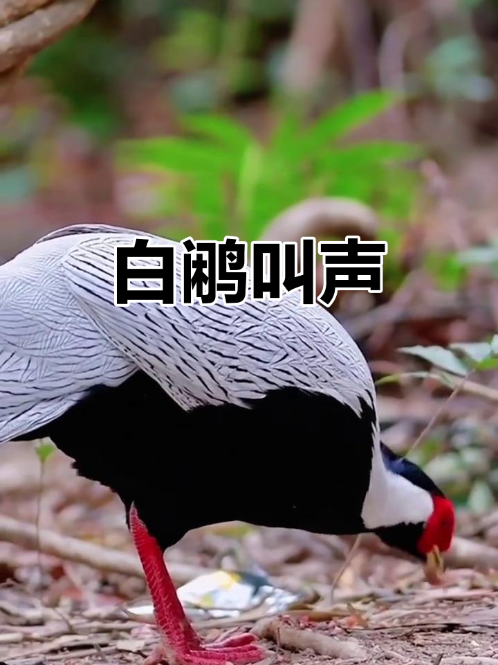 白鹇鸣叫,声音婉转有趣