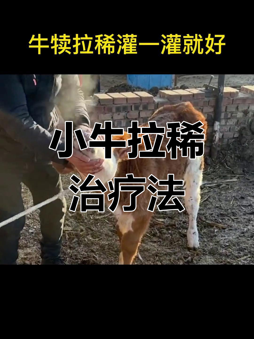 小牛犊消化不良怎么办?土霉素和乳酶生轻松解决