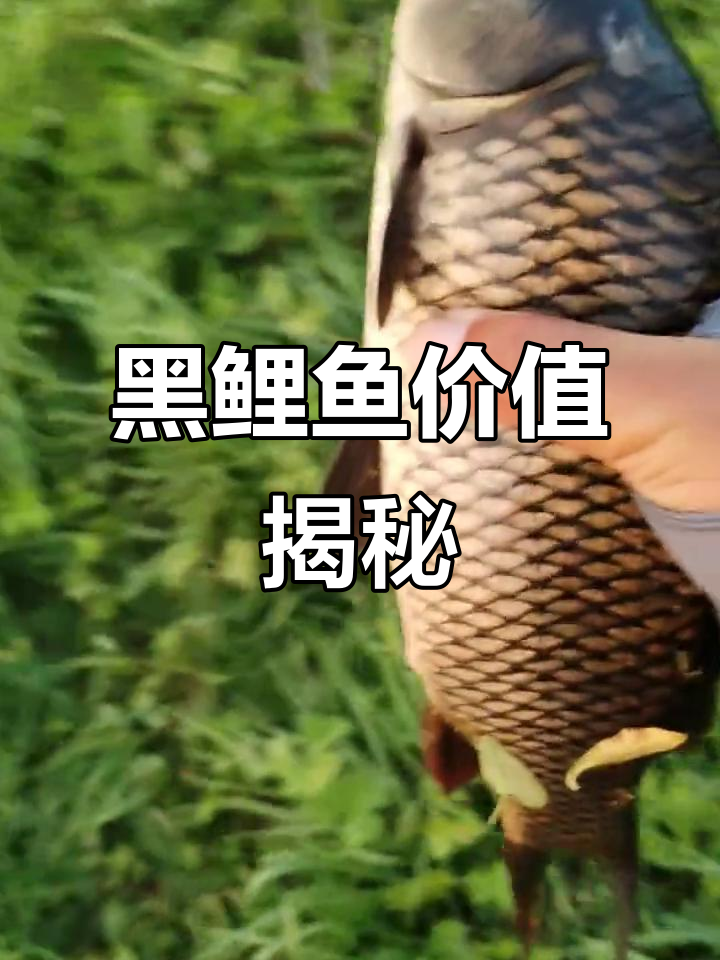岩原鲤,五年长一斤,价格随大小飙升
