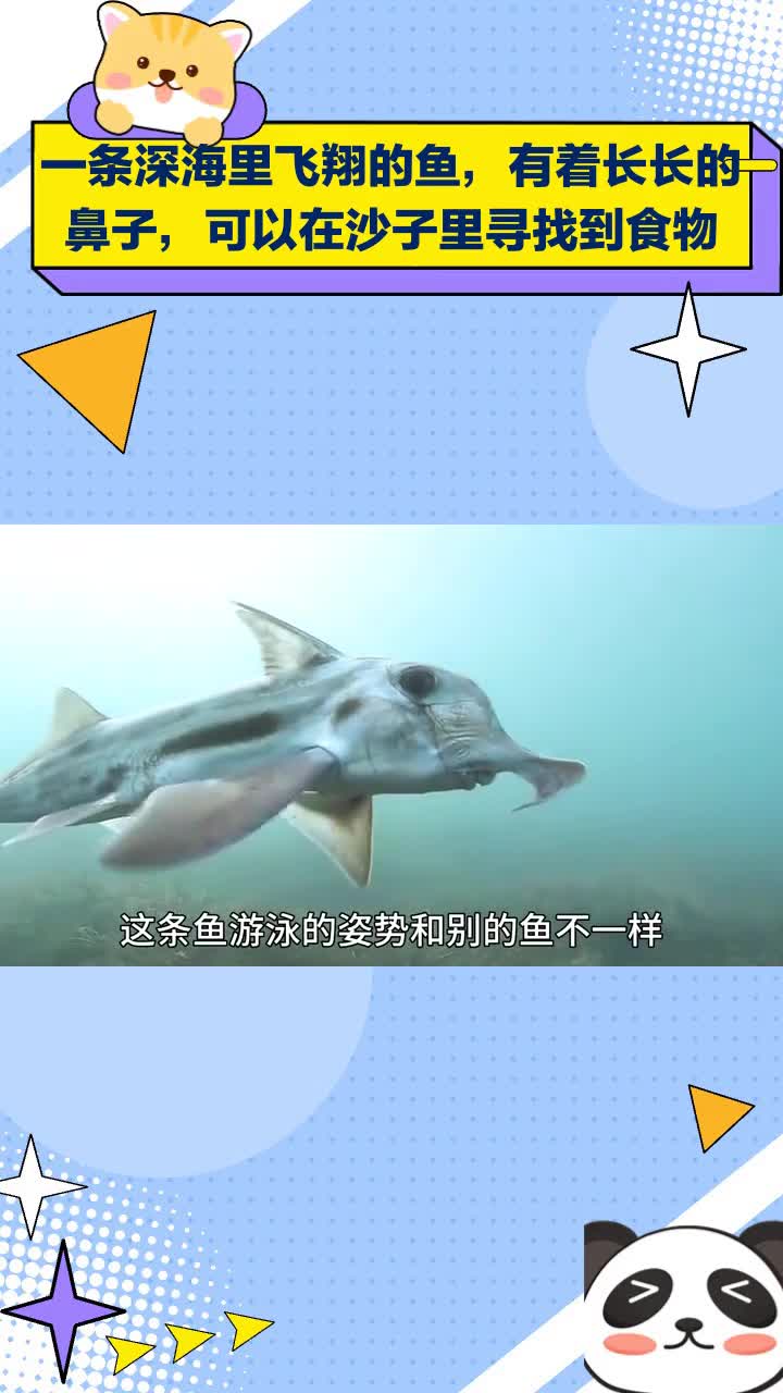 一条长鼻怪鱼深海“飞翔”,竟能在沙里觅食!