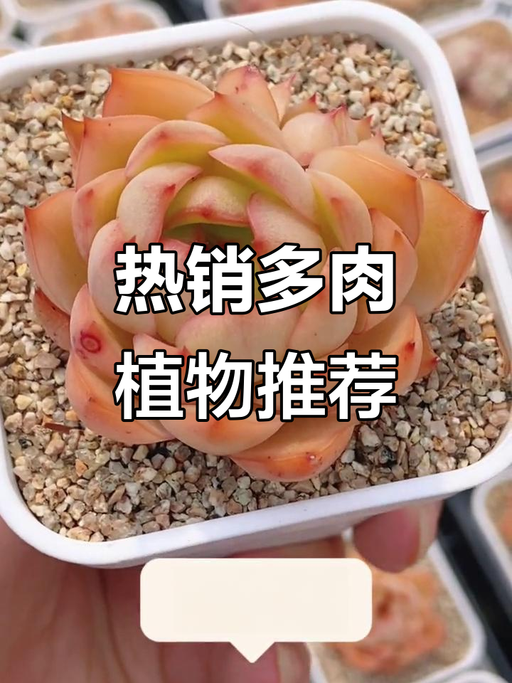 20款超火多肉植物推荐,带你领略甜蜜与浪漫