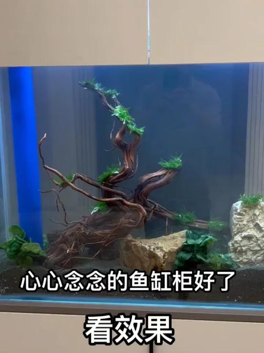心心念念的鱼缸隔断