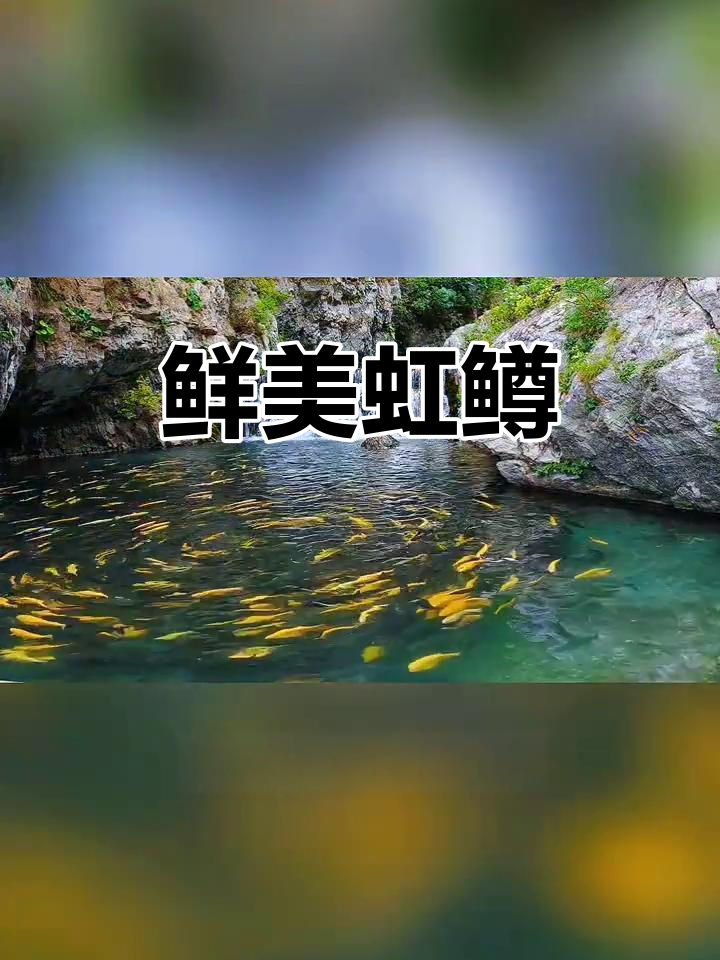 怀柔景区内,新鲜虹鳟鱼任选,回家做各种美味!