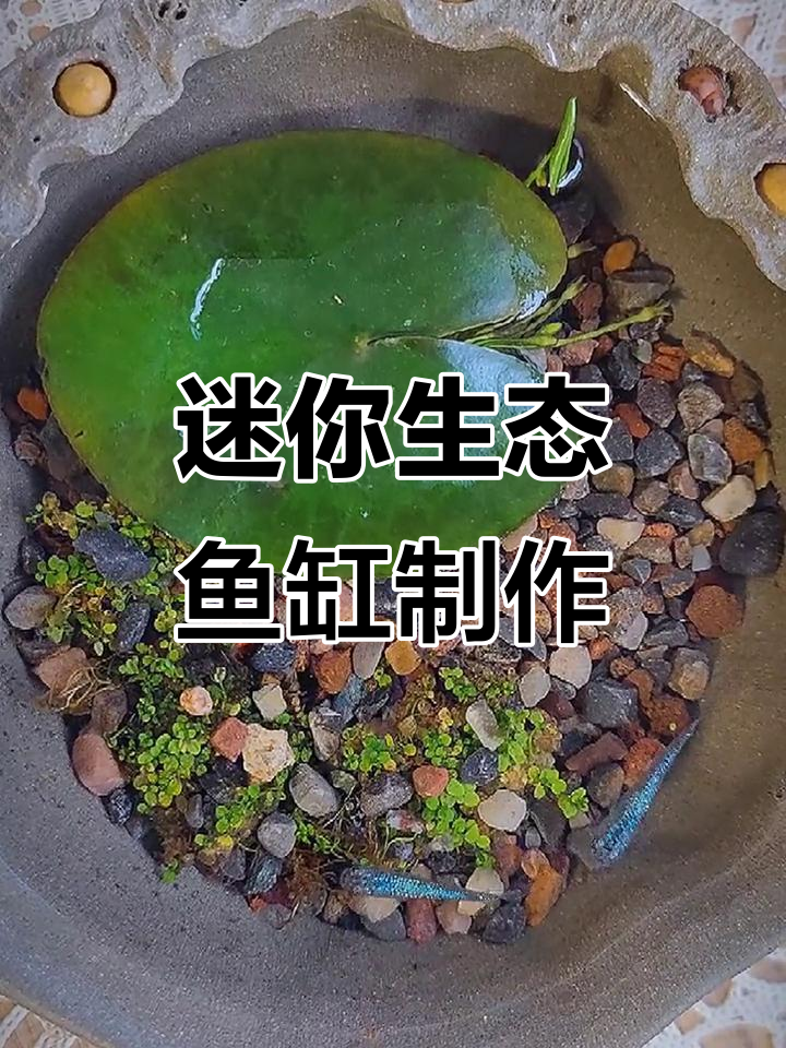自制迷你生态鱼缸,打造桌面小鱼塘