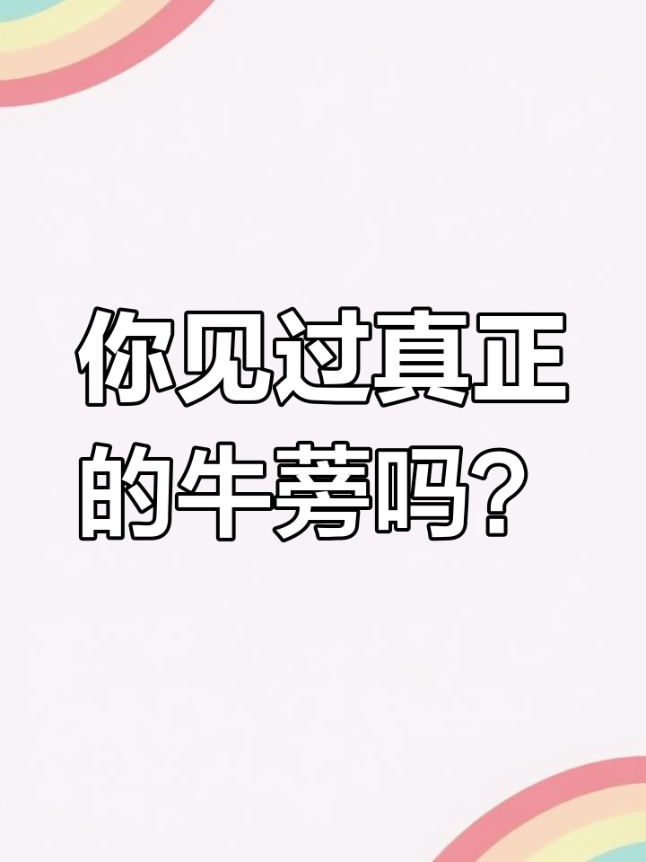 牛蒡竟然长这样!看看你家附近有没有这种刺球