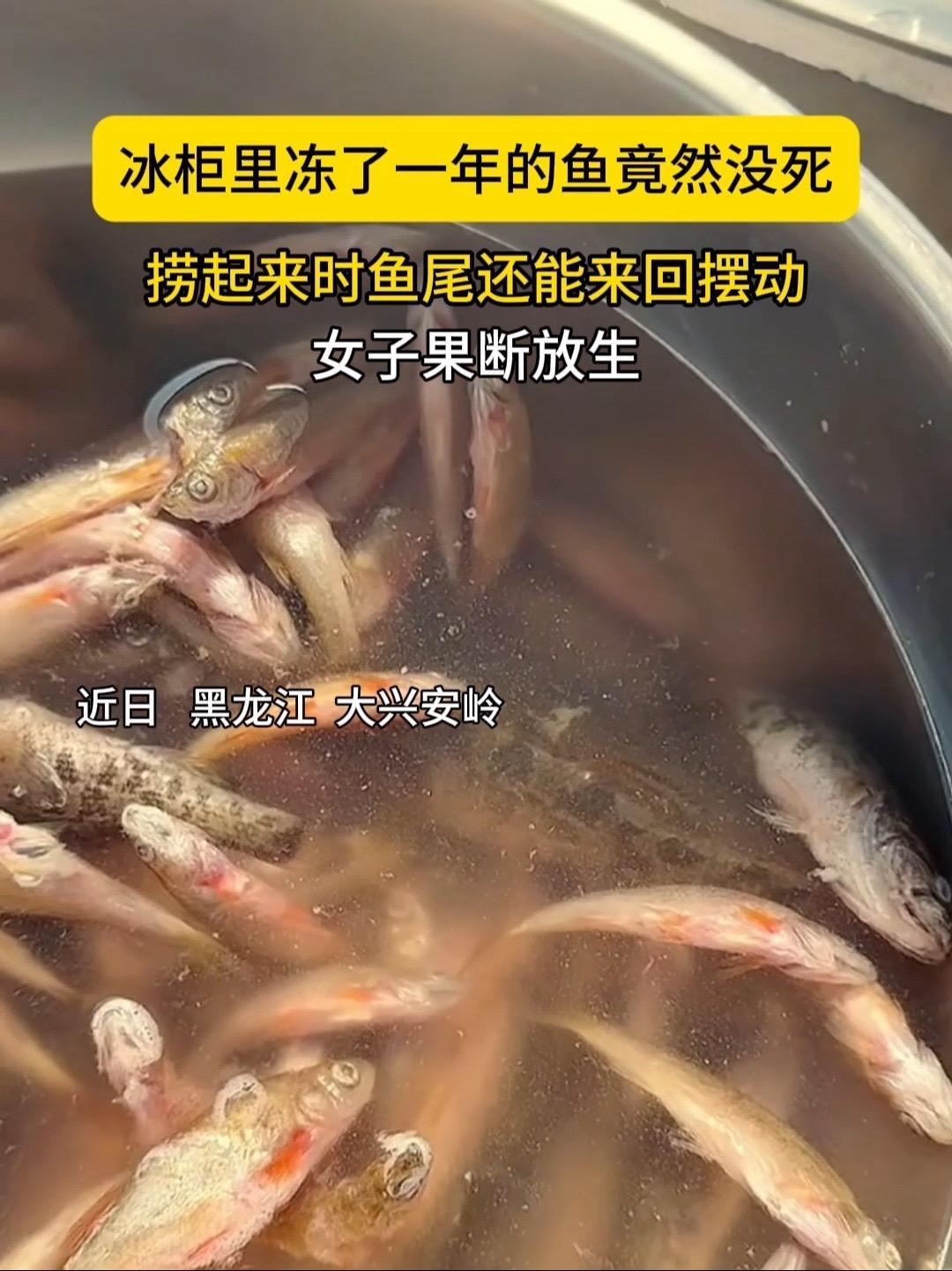 冰柜里冻一年的鱼没死！近日黑龙江一女子发短视频称，冻了一年的鱼竟然没有死，捞起来时鱼尾还能