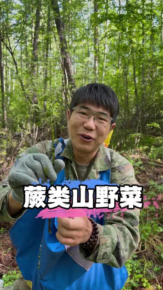 东北山野菜里的蕨类可不少～猴腿、牛毛广、水蕨菜、白毛广东,你能分清吗#采山野菜 #薇菜 #