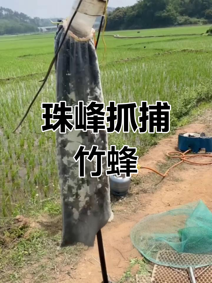珠峰竹蜂捕捉现场,网兜满满收获新货
