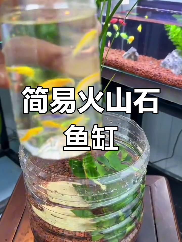 用塑料桶打造简易生态鱼缸