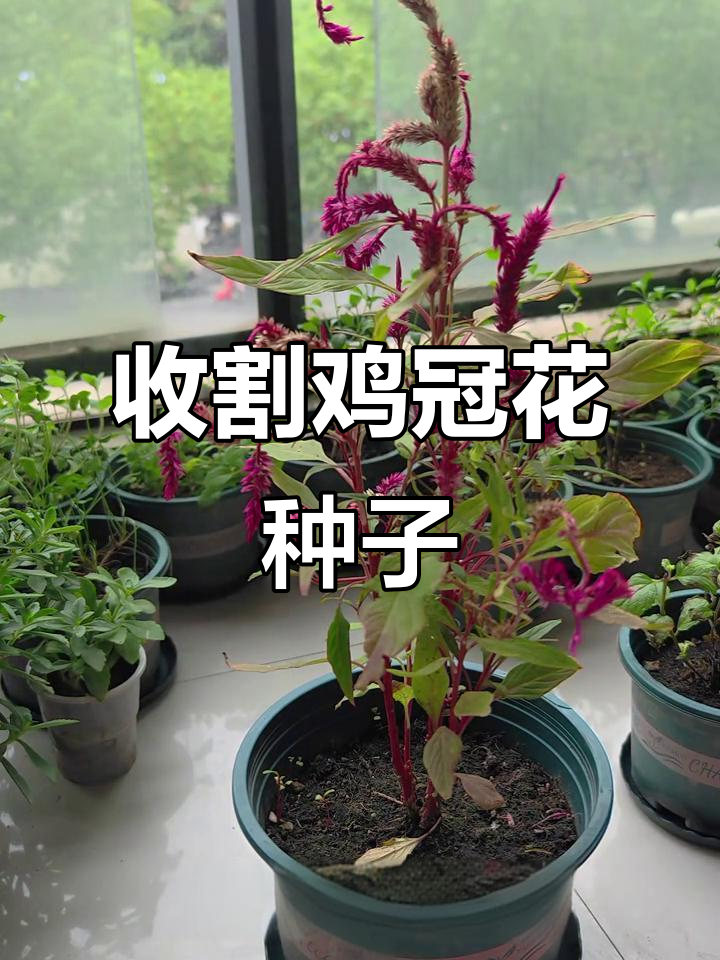 鸡冠花结种子了，修剪技巧大揭秘