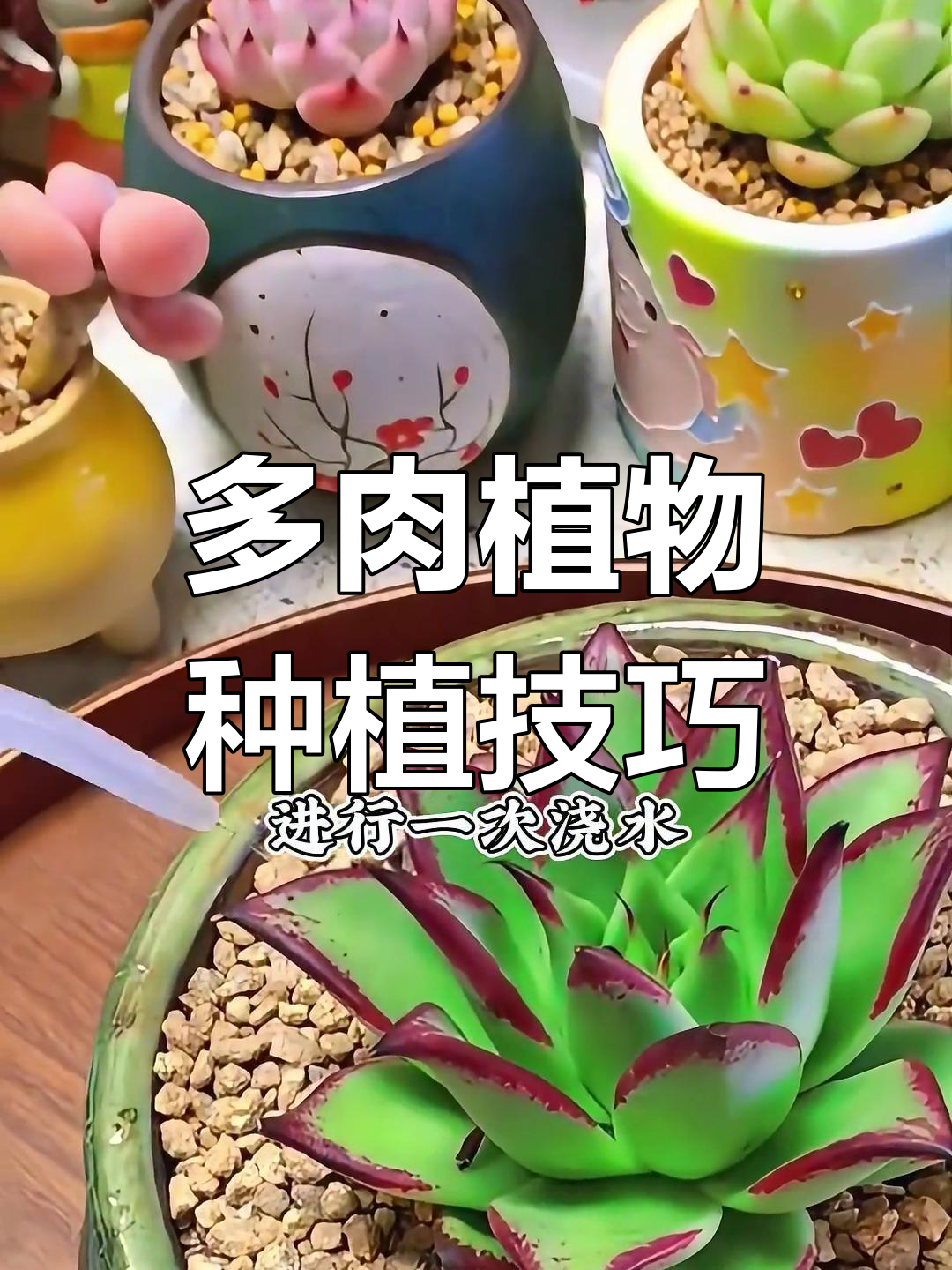 网购多肉植物如何正确栽种?教你一步步操作