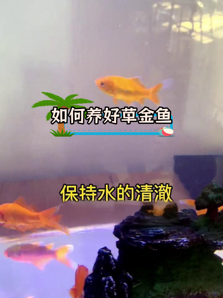 草金鱼饲养技巧