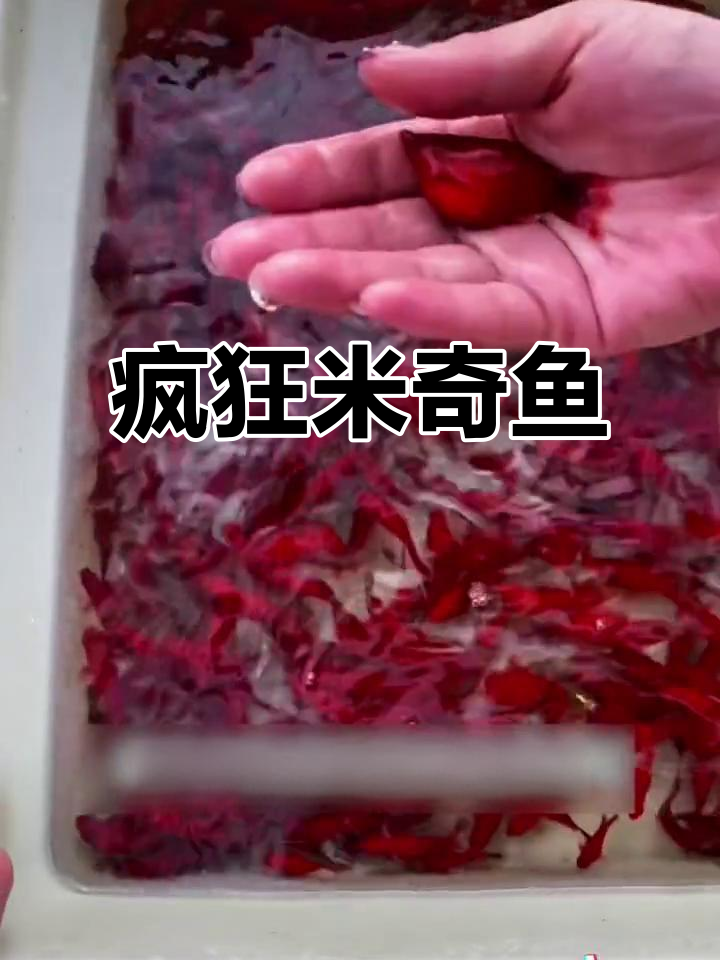 米奇鱼繁殖力惊人,放缸里月月生小鱼!