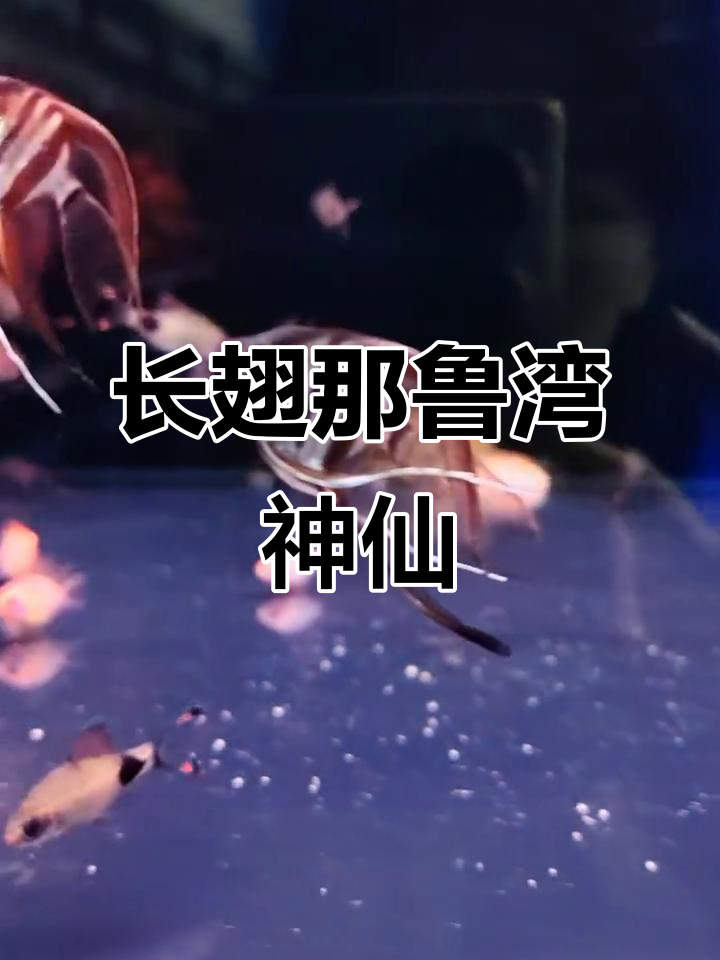 仙气飘飘的长翅娜鲁湾，神秘短尾神仙鱼揭秘