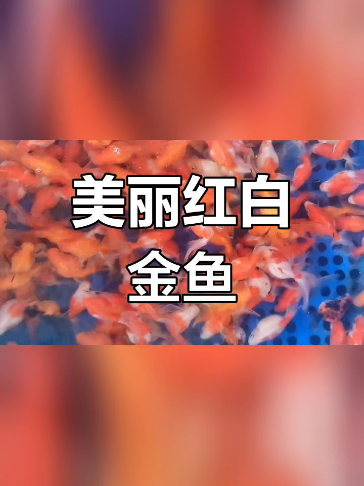 红白皇冠珍珠金鱼观赏