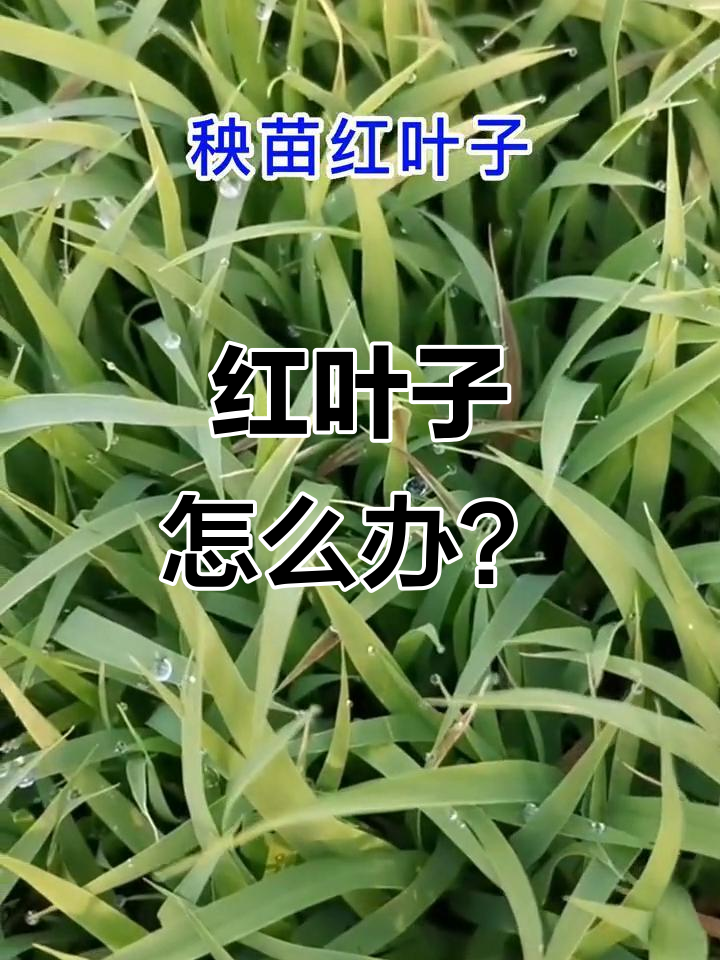 苗床红叶原因分析,如何应对细菌性褐斑病