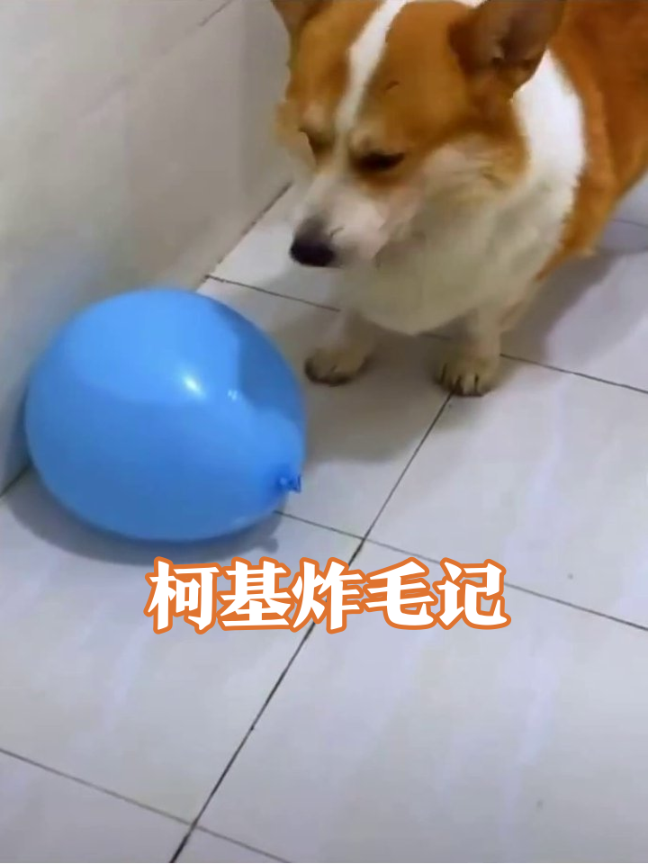 柯基玩气球被吓出表情包,假装无事发生太逗了
