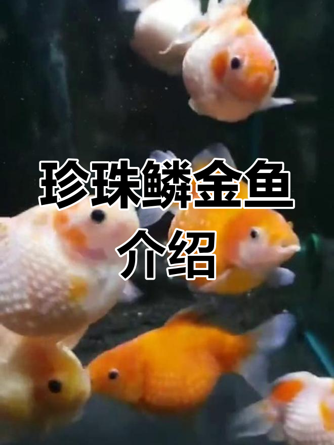 珍珠鳞金鱼的独特魅力与养护技巧