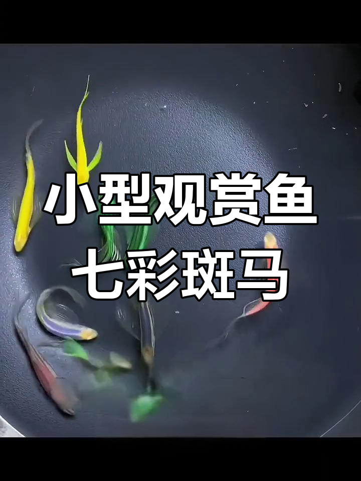 七彩斑马鱼:小型热带鱼的瑰宝