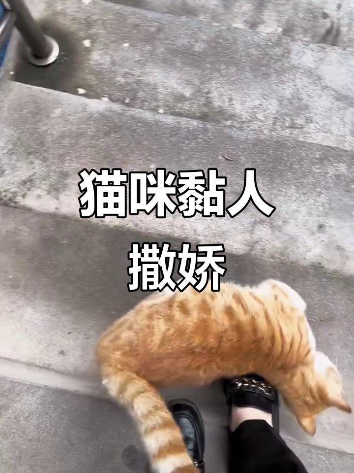 小黄猫粘人又可爱,蹭我裤脚全是毛