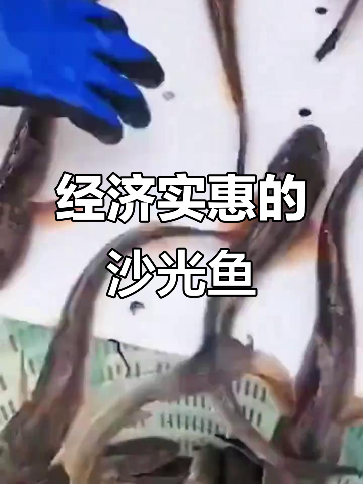 沙光鱼:鲜嫩美味,连云港海鲜新宠