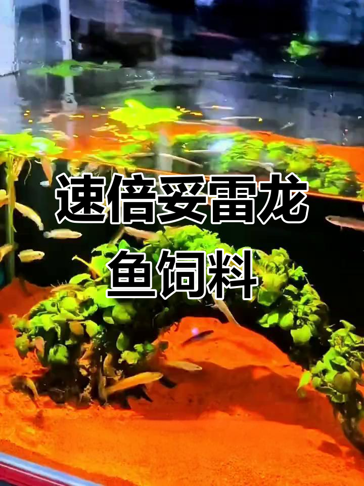 雷龙鱼饲料定制指南,素贝驼让发色更美