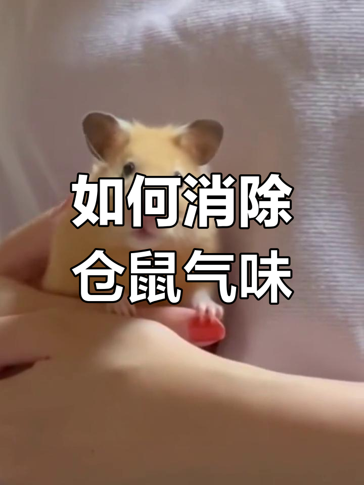 仓鼠笼异味怎么办?