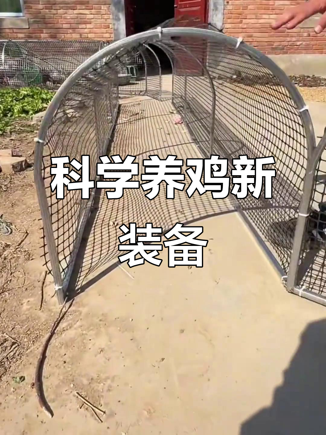 农村小伙发明隧道鸡笼,轻松解决家禽运动与防偷问题