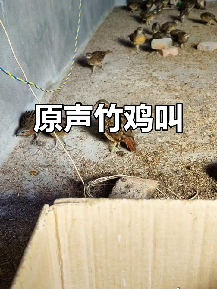 竹鸡叫声原声展示,听!这就是它们的独特声音