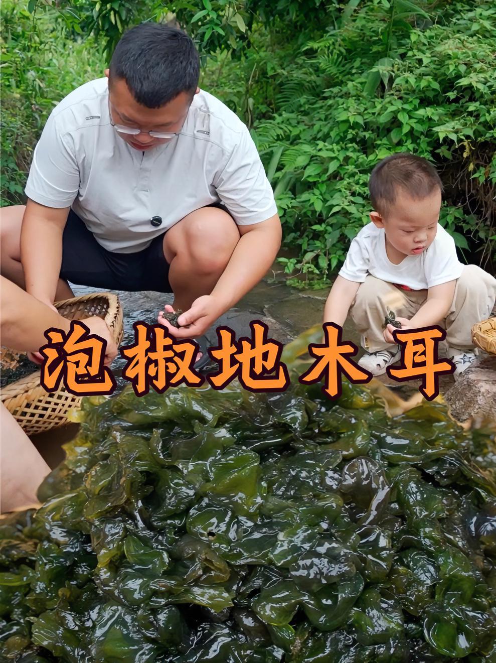 连续下了几天的雨,附近长了很多这种野菜 用泡菜炒特别下饭,你们管这个叫什么名字?我的乡村生