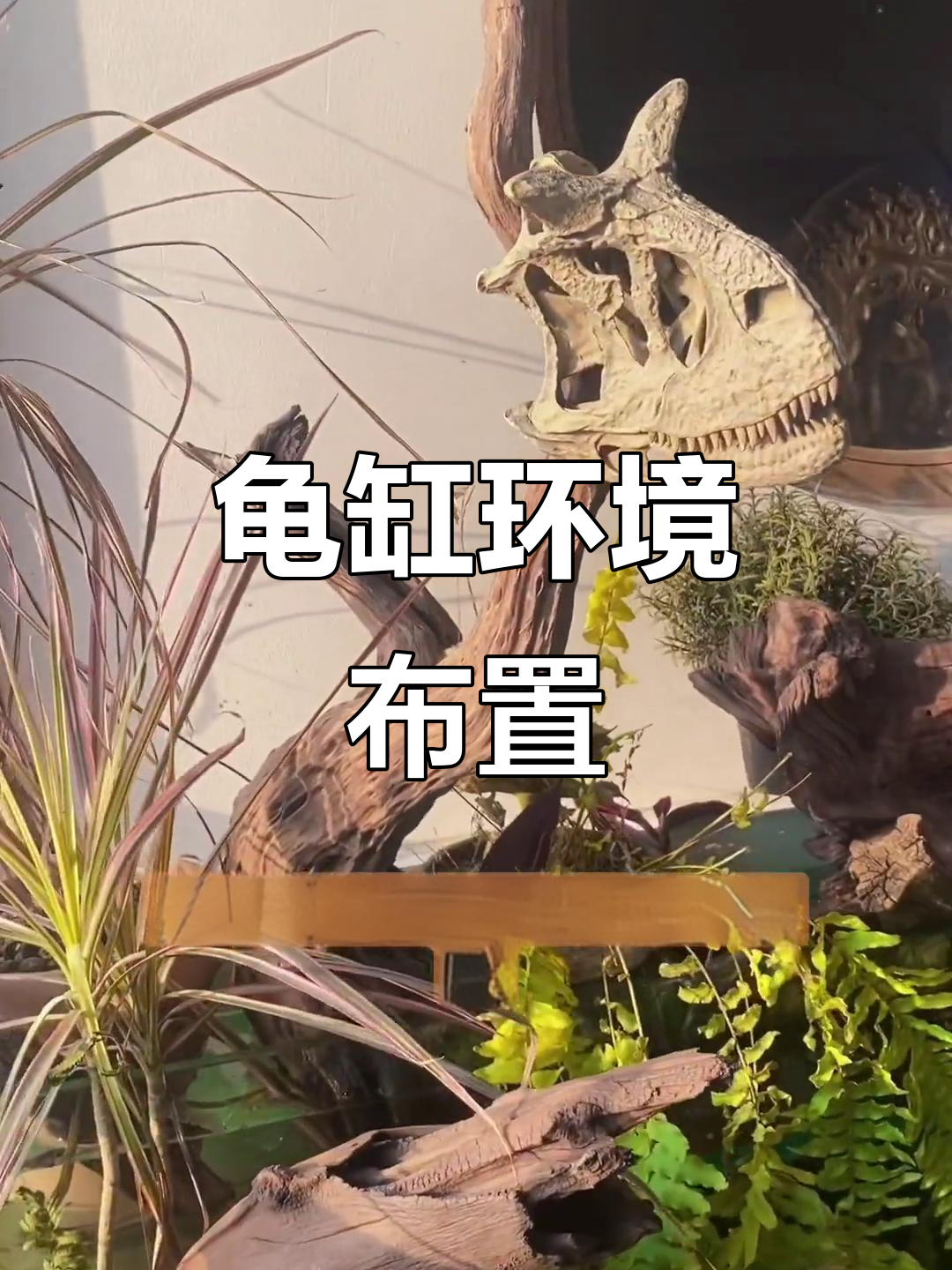 龟缸造景进展:植物布局与过滤系统搭建