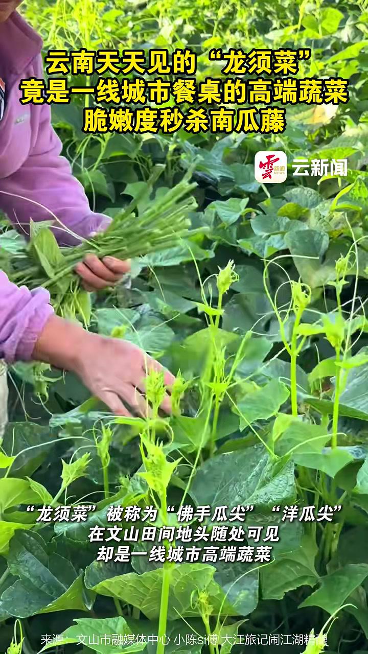 云南天天见的“龙须菜”竟是一线城市餐桌的高端蔬菜