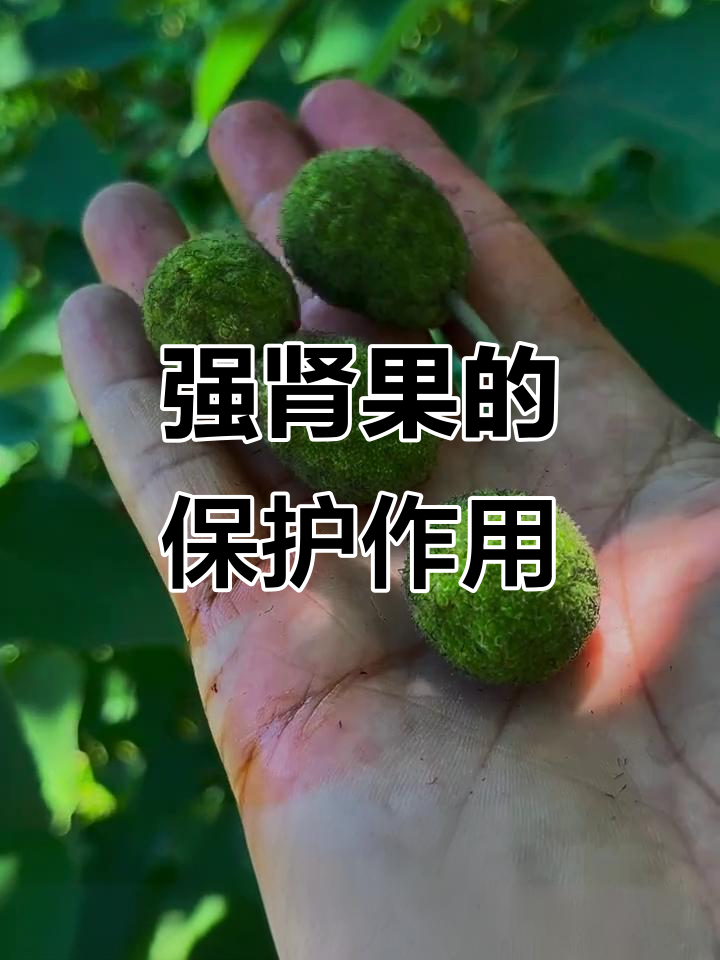 强肾果：天然的肾脏保护剂，效果惊人