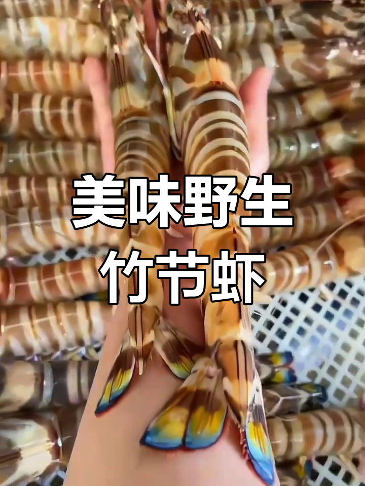 野生竹节虾,肉质鲜美紧实,做法多样,老少皆宜!