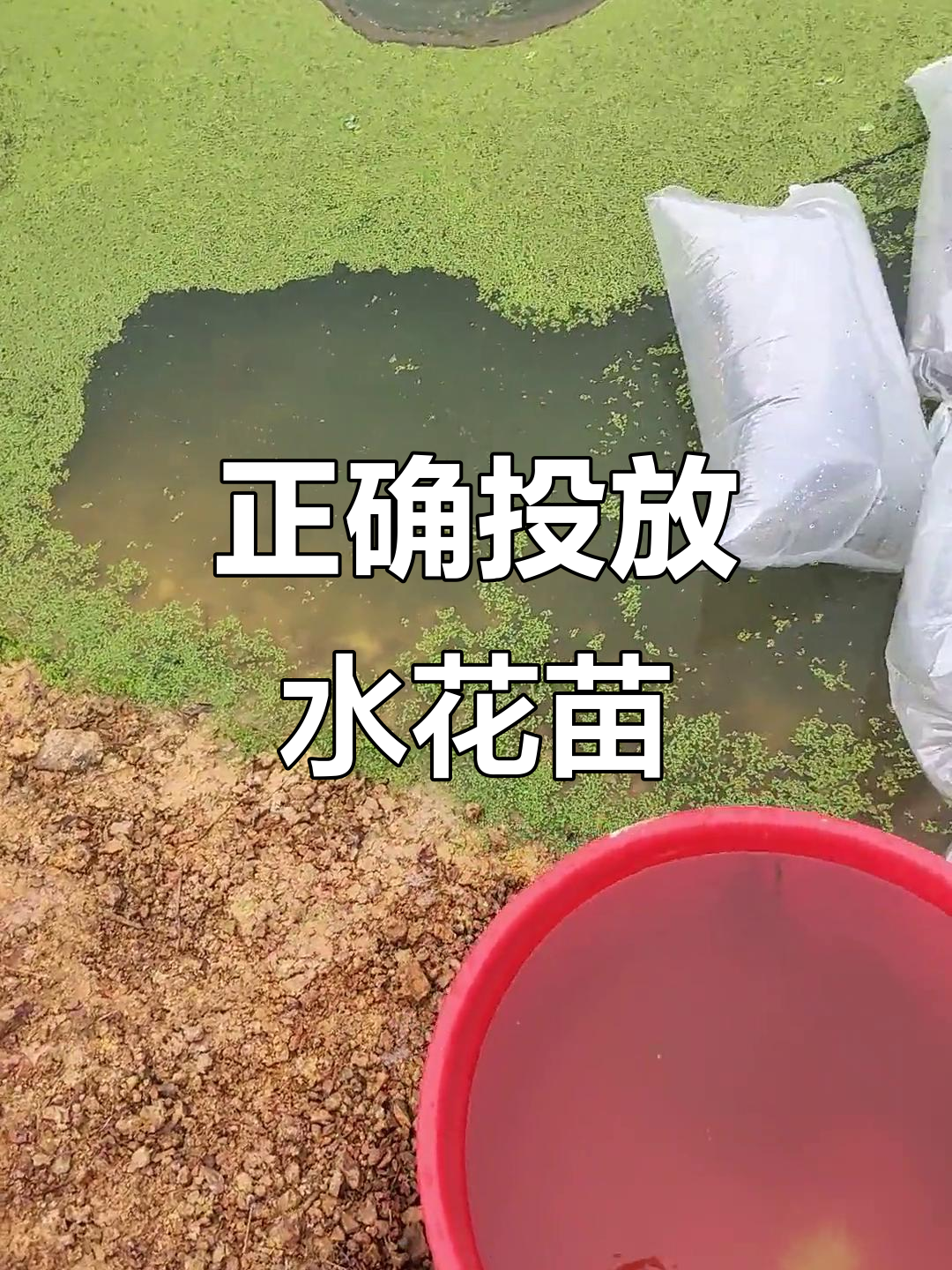 水花苗放养技巧,提高存活率的关键步骤