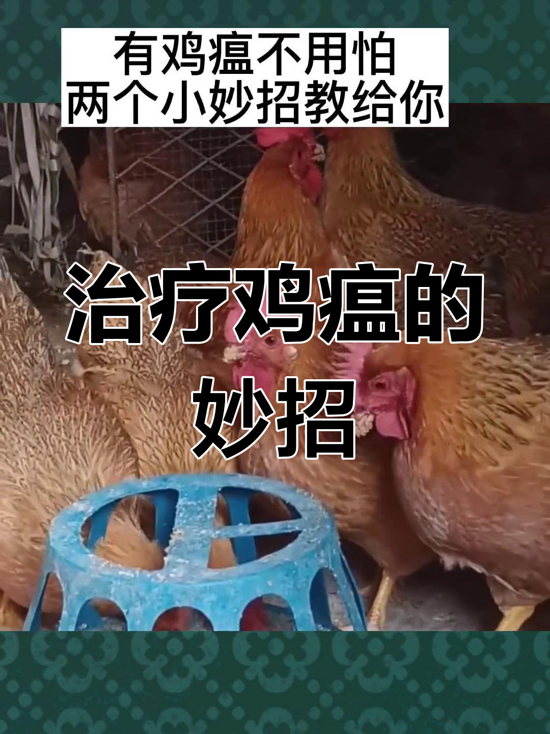 鸡瘟不用怕,试试这两个偏方