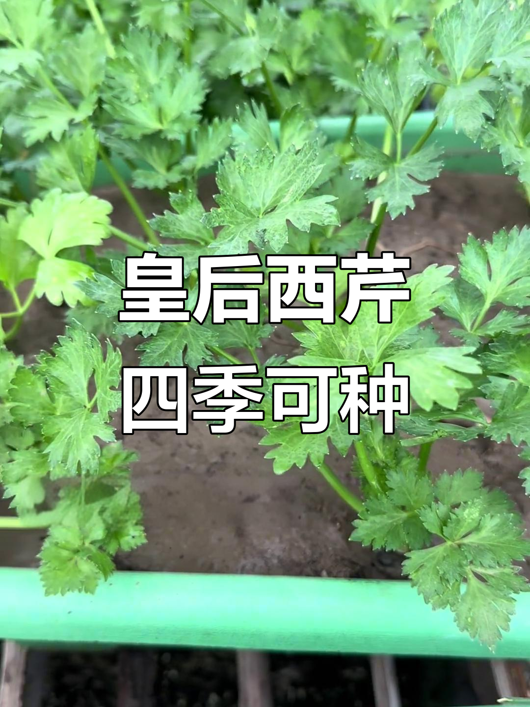 法国皇后西芹:脆嫩无筋,家庭种植轻松上手