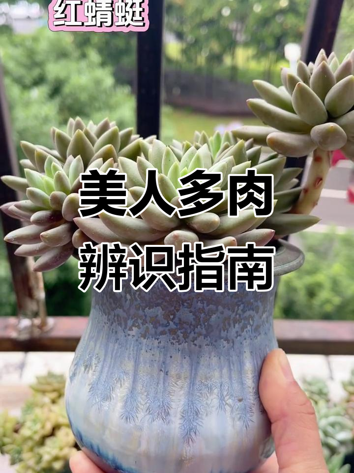 常见美人系多肉大揭秘,如何区分它们的特点